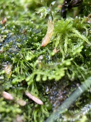 Mniaecia jungermanniae