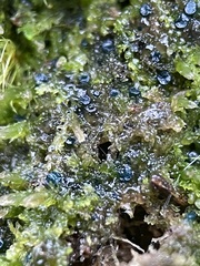 Mniaecia jungermanniae