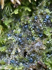 Mniaecia jungermanniae