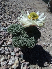 Callianthemoides semiverticillata