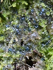 Mniaecia jungermanniae