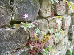 Geranium robertianum
