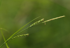Carex strigosa