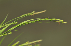 Carex strigosa