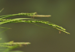 Carex strigosa
