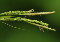 Carex strigosa