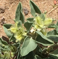 Acleisanthes nevadensis