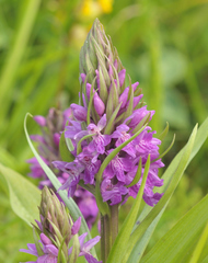 Dactylorhiza × aschersoniana