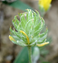 Ceratocephala falcata