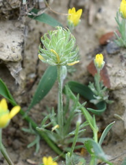 Ceratocephala falcata