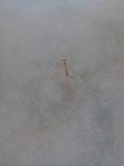 Stagmatoptera femoralis