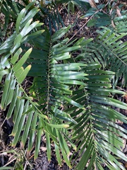 Zamia integrifolia