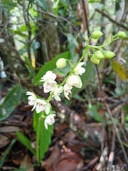 Koellensteinia eburnea