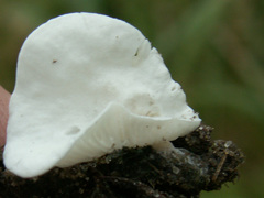 Clitopilus scyphoides