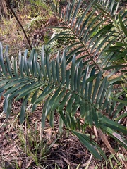 Zamia integrifolia