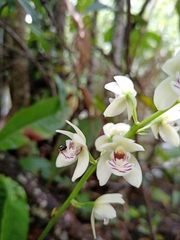 Koellensteinia eburnea