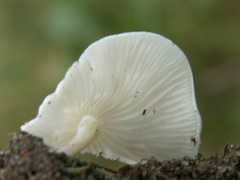 Clitopilus scyphoides
