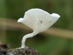 Clitopilus scyphoides