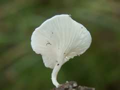Clitopilus scyphoides