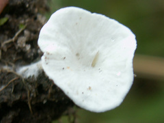 Clitopilus scyphoides