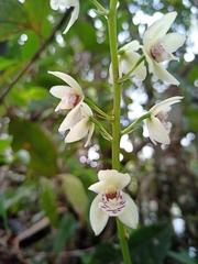 Koellensteinia eburnea