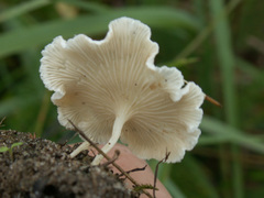 Clitopilus scyphoides