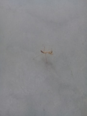 Stagmatoptera femoralis
