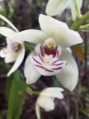 Koellensteinia eburnea