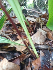 Koellensteinia eburnea
