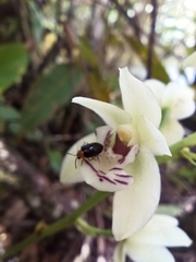 Koellensteinia eburnea