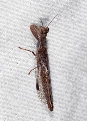 Theristria stigma