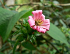 Mutisia speciosa