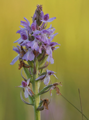 Dactylorhiza majalis sphagnicola