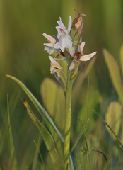 Dactylorhiza majalis sphagnicola