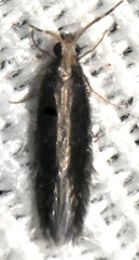 Orthotrichia