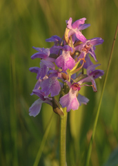 Dactylorhiza majalis sphagnicola