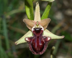 Ophrys sphegodes atrata