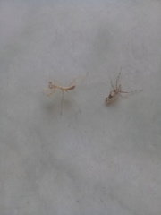 Stagmatoptera femoralis