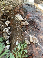 Schizophyllum commune