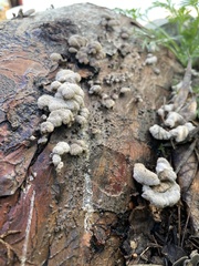 Schizophyllum commune