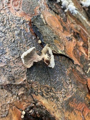 Schizophyllum commune