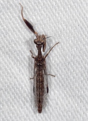 Theristria stigma