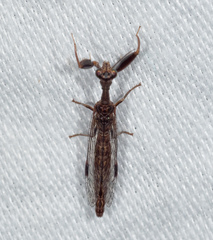 Theristria stigma