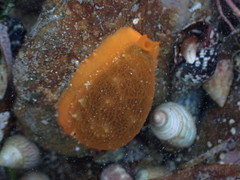 Notocypraea angustata