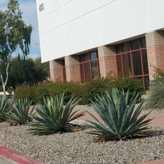 Agave