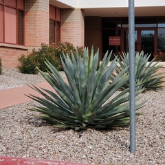 Agave