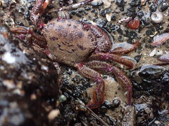 Nectocarcinus