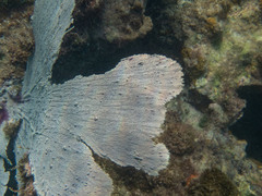 Gorgonia ventalina