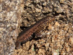 Uta stansburiana