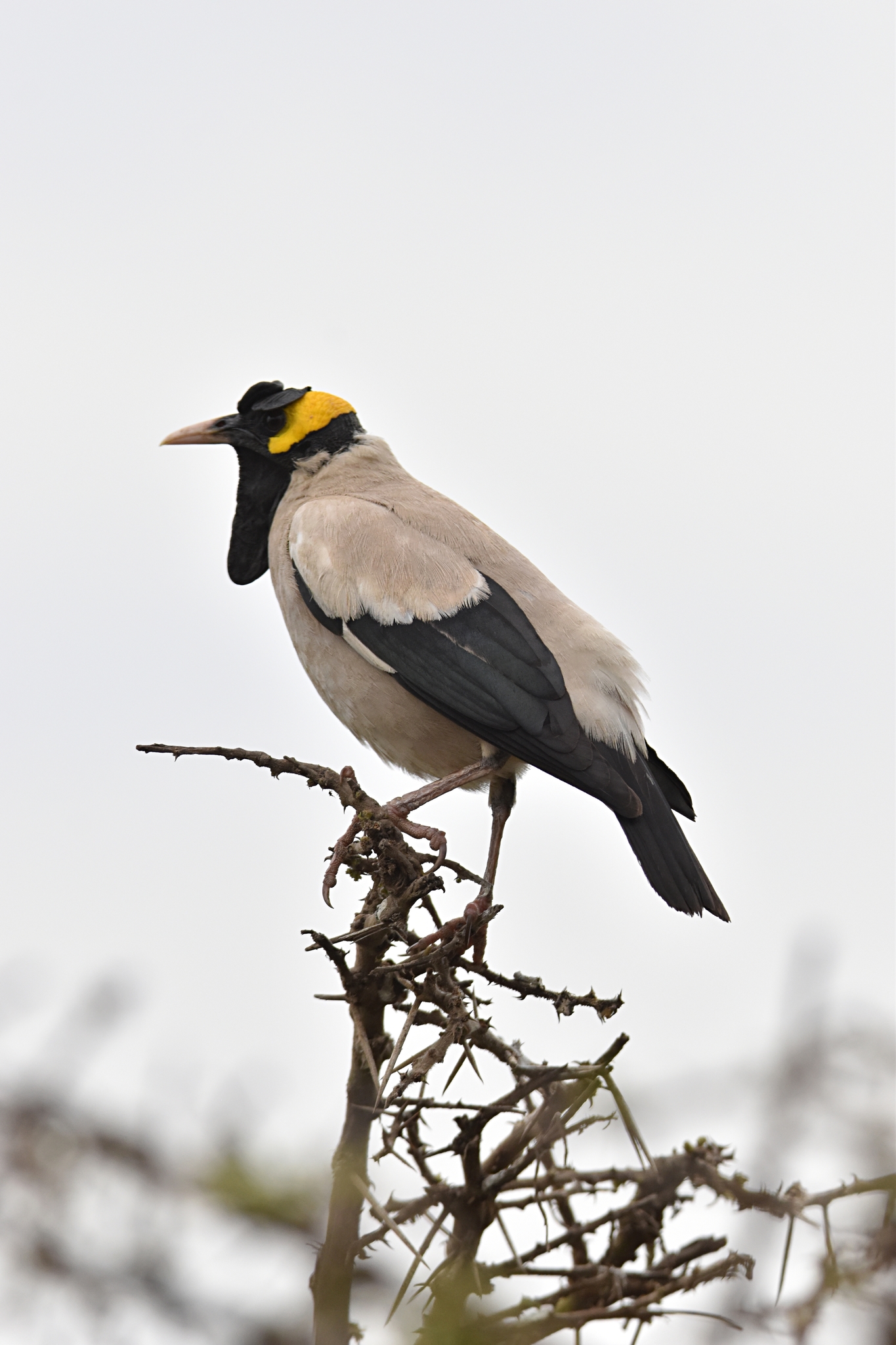 Wattled Starling illustration